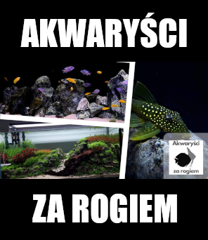 AKWARYŚCI ZA ROGIEM - Akwarystyka Polska