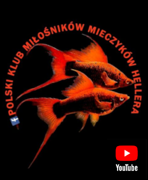 Polski klub miłośników mieczyków Hellera I fanów ryb żyworodnych - kanał YT