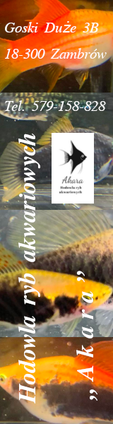Akara - hodowla ryb akwariowych