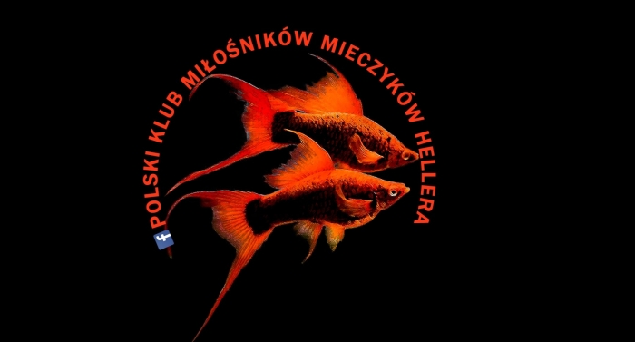Polski klub miłośników mieczyków Hellera I fanów ryb żyworodnych.