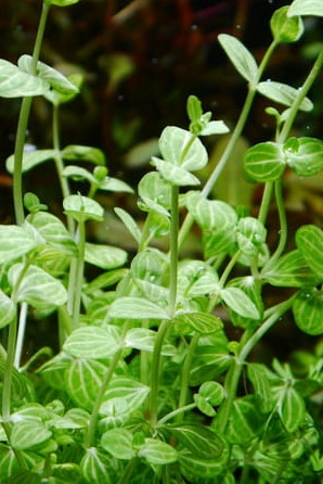 Lindernia Rotundifolia - (Lindernia Okrągłolistna)