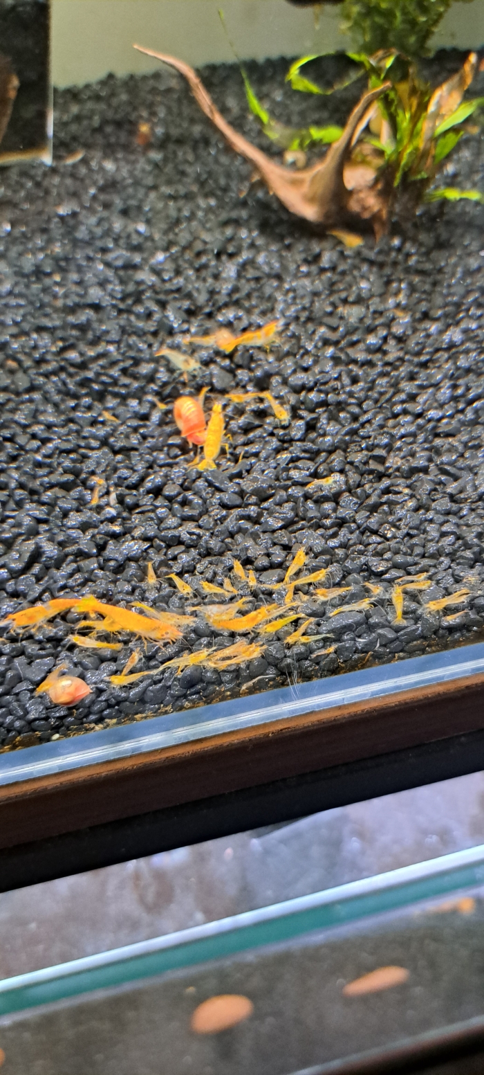 Krewetki Orange Rili