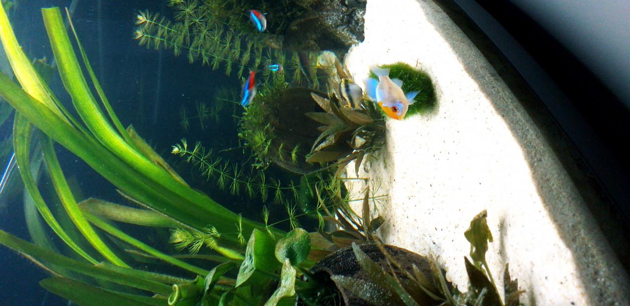 Akwarium panoramiczne  112 z życiem foto 4