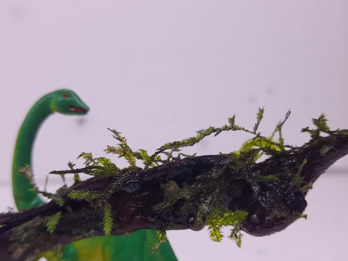 Dinozaur do akwarium. Aranżacja z Java Moss.