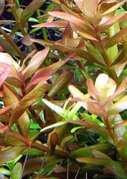 Rotala Rotundifolia Red - (Rotala Okrągłolistna)