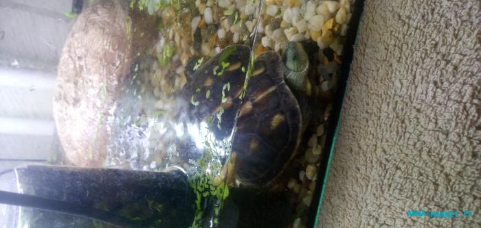 Żółw wodno-lądowy z akcesoriami