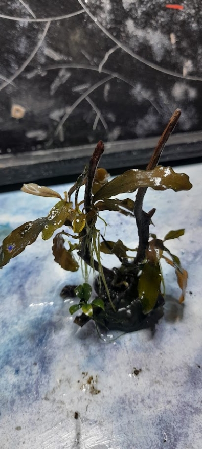 Mini aranżacja do akwarium Bucephalandra Silver Po