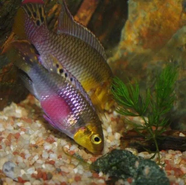 Barwniak Pelvicachromis subocellatus Matadi