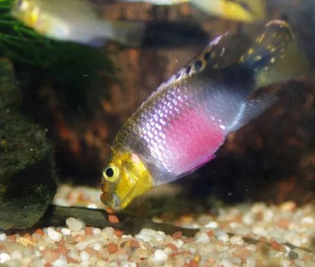 Barwniak Pelvicachromis subocellatus Matadi