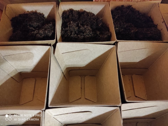 Fidoniczka | Phipot | Seedling pot | Magic box - 10 PCS