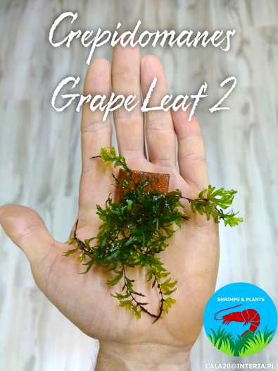 Crepidomanes Grape Leaf 2