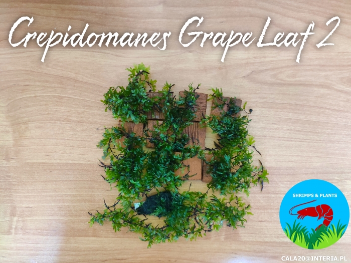 Crepidomanes Grape Leaf 2