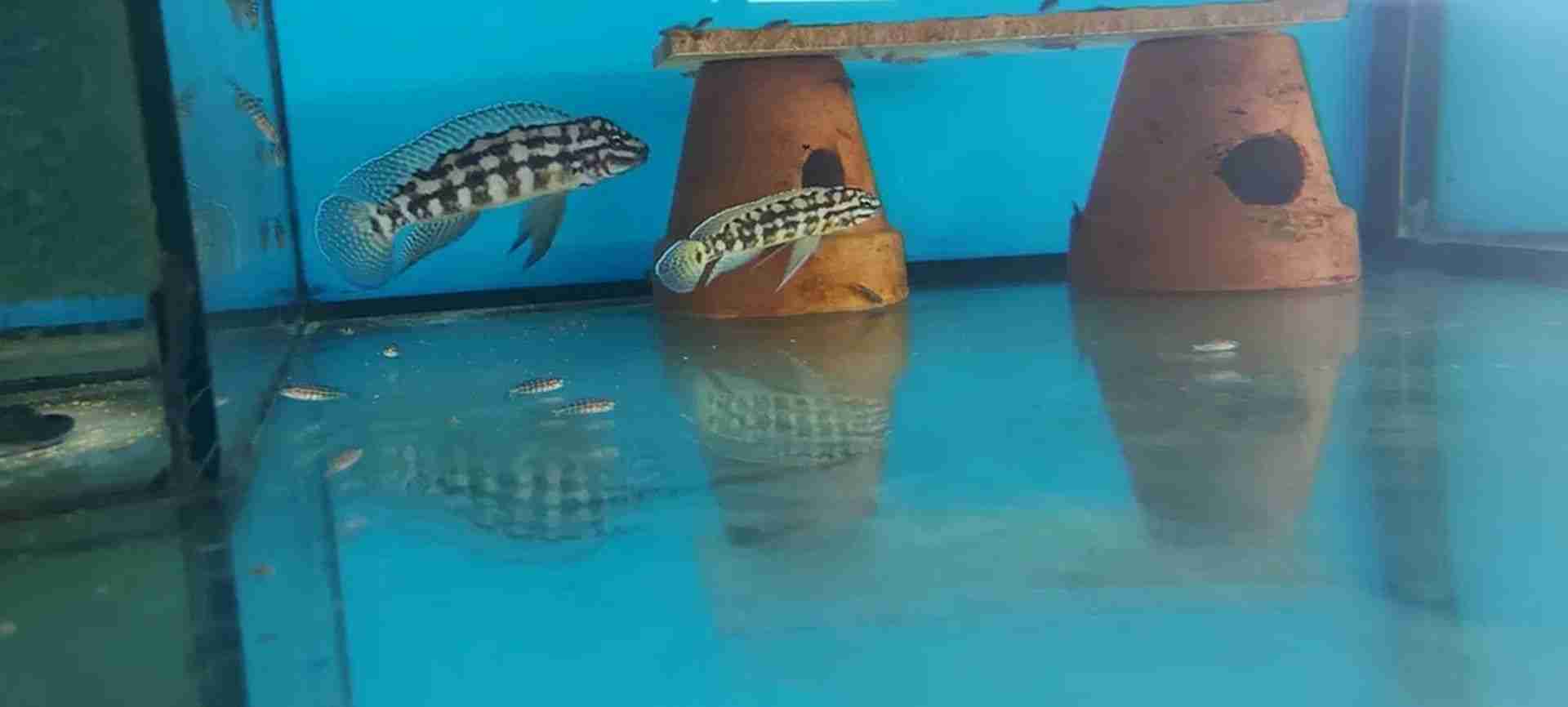 Julidochromis Marlieri Kasanga Tanganika Malawi
